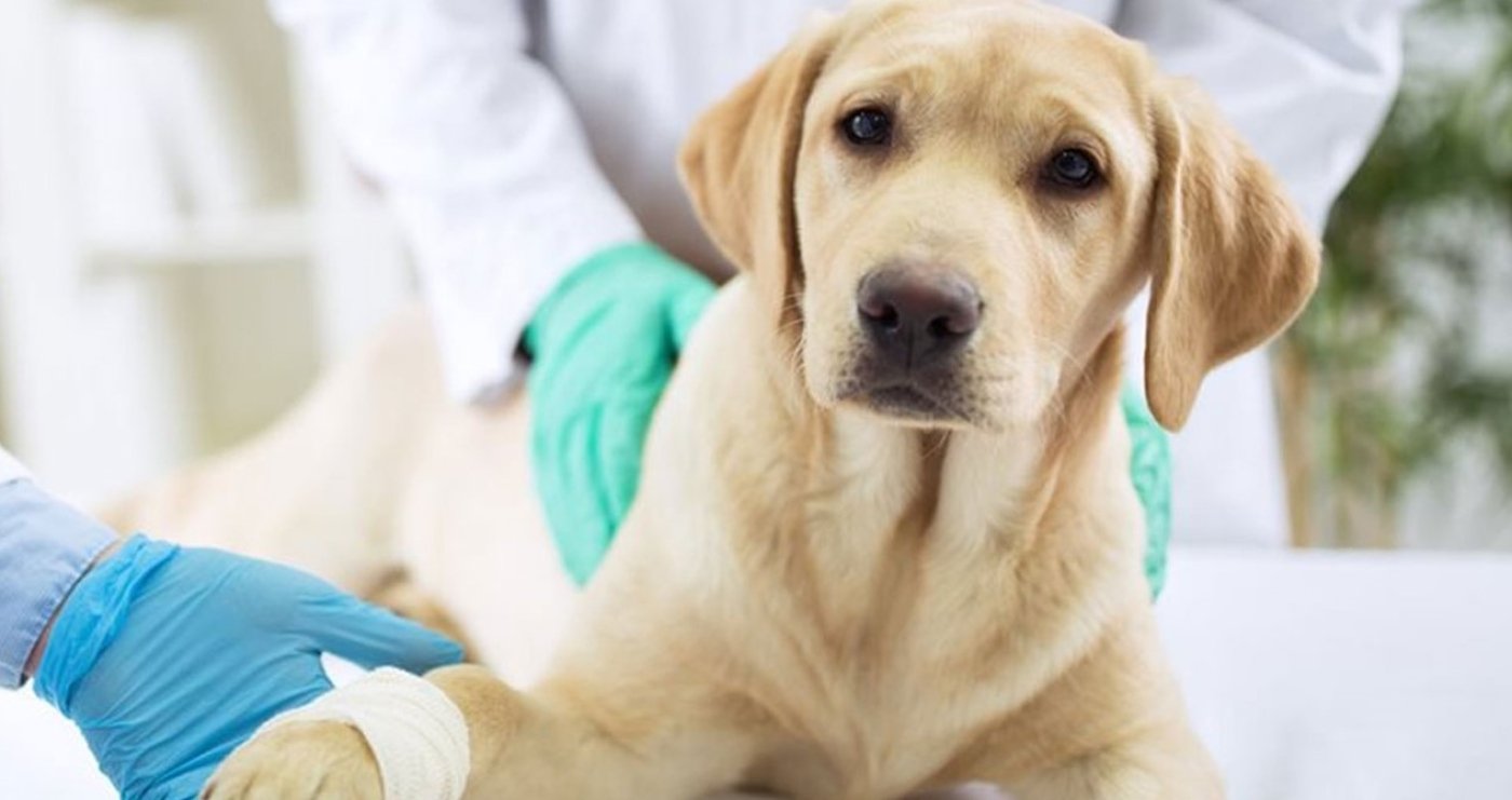 akhisar veteriner klinikleri-i65b26ac22ad53.jpg